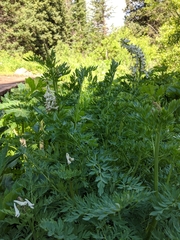 Corydalis caseana brachycarpa
