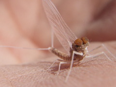 Callibaetis ferrugineus ferrugineus