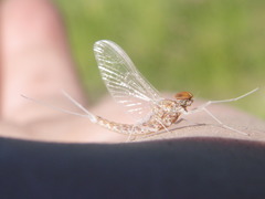 Callibaetis ferrugineus ferrugineus