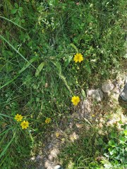 Petrosedum forsterianum