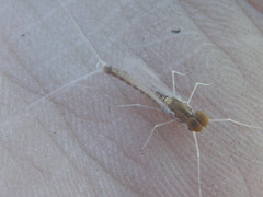 Callibaetis ferrugineus ferrugineus