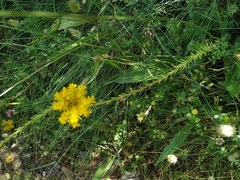 Petrosedum forsterianum
