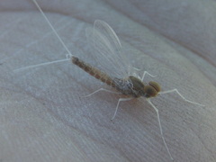 Callibaetis ferrugineus ferrugineus