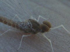 Callibaetis ferrugineus ferrugineus