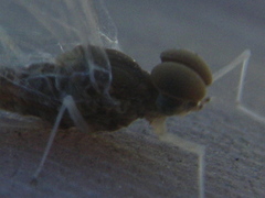 Callibaetis ferrugineus ferrugineus