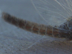 Callibaetis ferrugineus ferrugineus