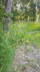 Bromus pumpellianus