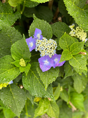 Hydrangea macrophylla