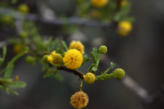 Vachellia vernicosa