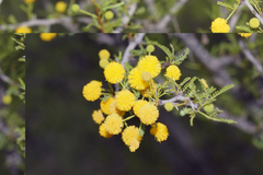 Vachellia vernicosa