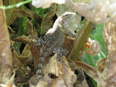Sceloporus utiformis