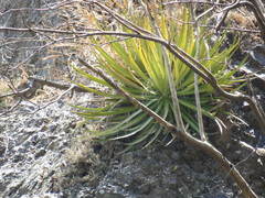 Agave filifera