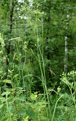 Pimpinella