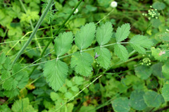 Pimpinella