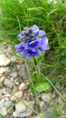 Veronica bellidioides