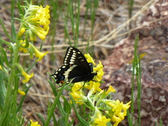 Papilio indra
