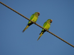 Eupsittula aurea