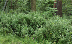 Spiraea × pallidiflora