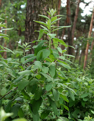 Spiraea × pallidiflora