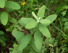 Spiraea × pallidiflora