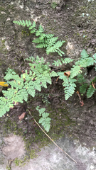 Myriopteris alabamensis image