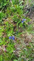 Veronica bellidioides