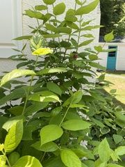 Vincetoxicum rossicum