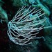 White Gorgonian - Photo (c) Rino, some rights reserved (CC BY-NC), uploaded by Rino