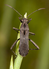 Alydus conspersus