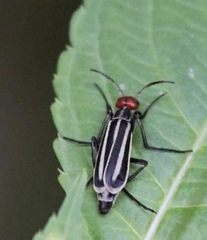 Epicauta erythrocephala