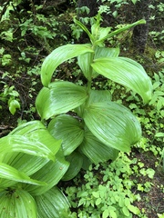 Veratrum viride eschscholtzianum
