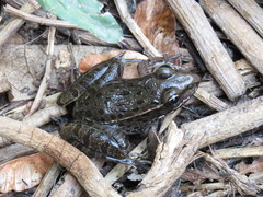 Lithobates magnaocularis
