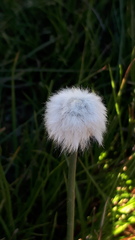 Eriophorum scheuchzeri