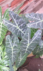 Alocasia amazonica