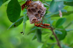 Polistes carnifex carnifex