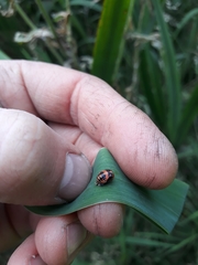 Harmonia axyridis