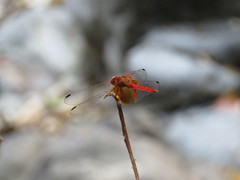 Dythemis maya