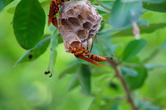 Polistes carnifex carnifex