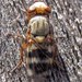 Narrow-Banded Picture-Winged Fly - Photo (c) Ken Schneider, some rights reserved (CC BY-NC), uploaded by Ken Schneider
