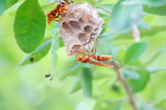 Polistes carnifex carnifex
