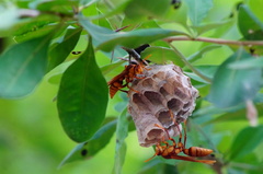 Polistes carnifex carnifex