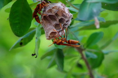 Polistes carnifex carnifex