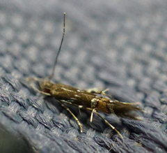 Cosmopterix pulchrimella