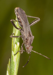 Alydus conspersus