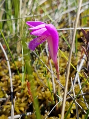 Arethusa bulbosa