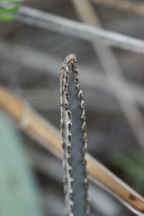 Peniocereus greggii greggii