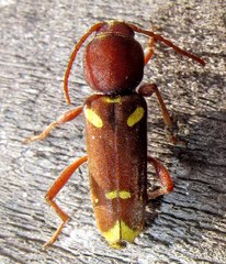Xylotrechus insignis