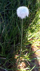 Eriophorum scheuchzeri