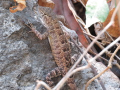 Sceloporus utiformis