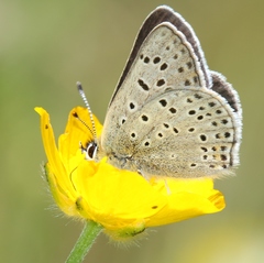 Lycaena tityrus subalpina